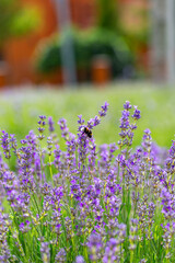 Fluffy bumblebee collects nectar on a purple lavender flower.