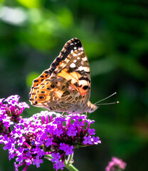 Macro of a pinted lady butterfly