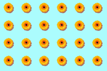 A pattern of gerbera flower on a cyan background. Valentine's Day. The beginning of spring. Flat lay. Top view. Copy space.