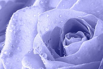 Toned with Very Peri color Close up view of a beautiful rose with drops of water. Macro image. Fresh beautiful flower as expression of love and respect for postcard and wallpaper. Horizontal.