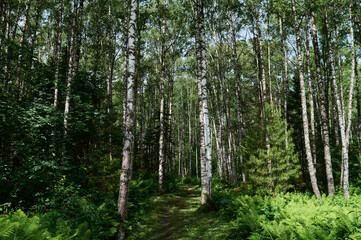 Fototapeta na wymiar Beautiful forest in spring with bright sun shining through the trees.
