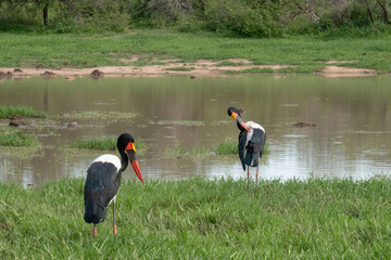 A pair of saddle-billed storks pecking for food in the grass. Location: Kruger National Park, South Africa