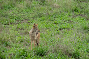 Naklejka na ściany i meble A black-backed or silver-backed jackal standing in the green grass looking sideways. Location: Kruger National Park, South Africa