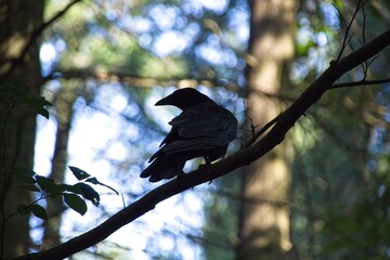 crow on a tree