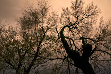 Fototapeta na wymiar Trees at night in winter