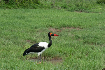 A male saddle-billed stork pecking pecking for food in the grass. The male saddle-billed stork has brown irises. Location: Kruger National Park, South Africa