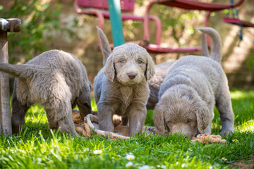 Long-haired Weimaraner puppies play with their siblings on a green meadow. Pedigree long hair Weimaraner puppies.