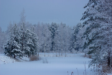 snow covered trees in winter