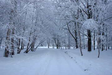Snowy forest road. Snow covered trees in the forest