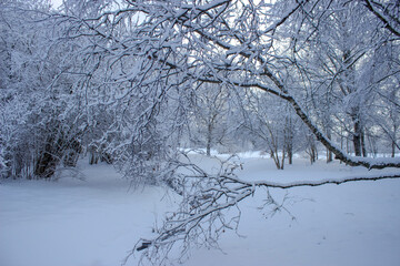 snow covered trees in winter