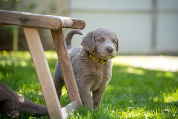 Portrait of a long-haired Weimaraner puppy with its gray fur and bright blue eyes on a green...