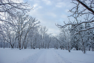 snow covered trees in the park
