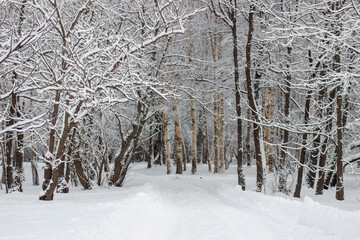 snow covered trees in the forest