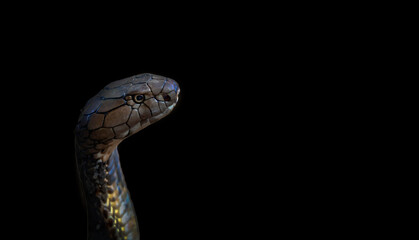 King cobra on a black background close-up.
