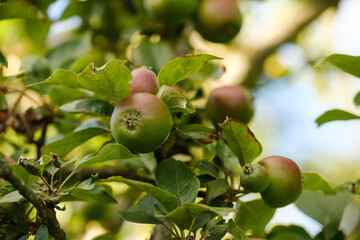 Frische, gesunde Bio-Äpfel wachsen an einem Apfelbaum im Juni / Sommer
