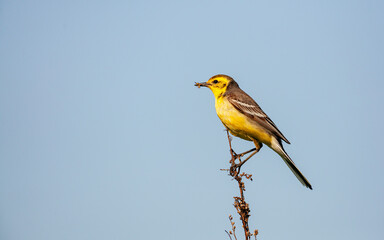 The citrine wagtail (Motacilla citreola) is a small songbird in the family Motacillidae.	