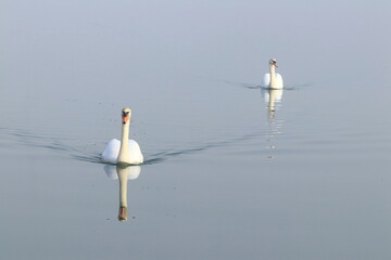 Swans on the lake in misty atmosphere