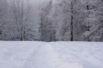 Frosty day. Real winter and snowfall