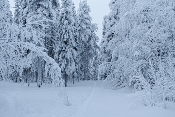 The path goes along the snowy trees.