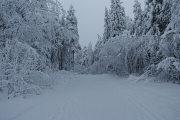 The ski run goes along the snow-covered trees.