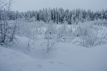 Large snowdrifts and snow  on the trees.