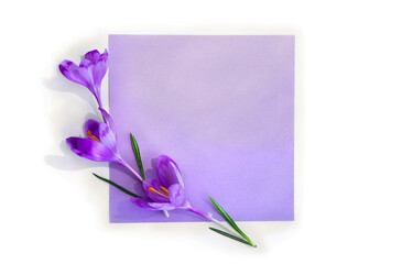 Violet crocuses and lilac paper card note with space for text on a white background. Top view, flat lay. Spring flowers