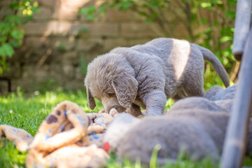 Long-haired Weimaraner puppies play with their siblings on a green meadow. Pedigree long hair Weimaraner puppies.
