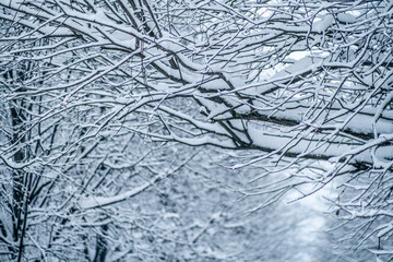 Frosty day. Real winter and snowfall