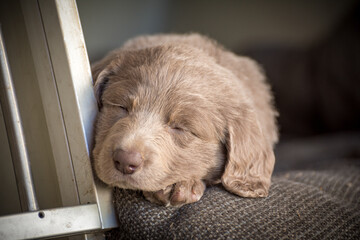 Portrait of a long haired Weimaraner puppy sleeping on a gray chair. The little dog has a gray coat. Pedigree long haired Weimaraner puppies.