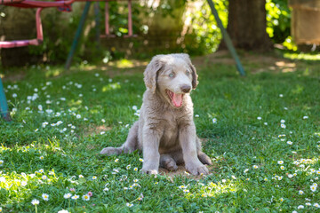 Portrait of long haired Weimaraner puppy sitting and yawning in green meadow. The little dog has gray fur and bright blue eyes. Pedigree long haired Weimaraner puppies.