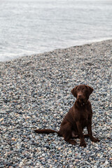 A brown labrador puppy is sitting on the seashore