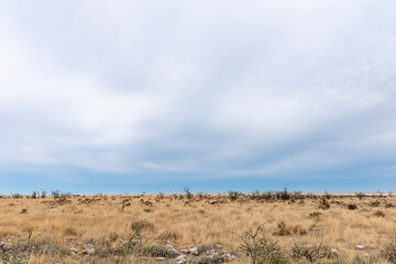 Savannah landscape from southern Africa, Namibia.