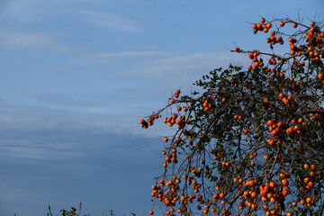 A large branch with persimmon fruits against the sky in the bright midday sun, horizontal frame, half of the frame is the sky