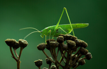 A close-up of a green grasshopper sitting on a dry plant.