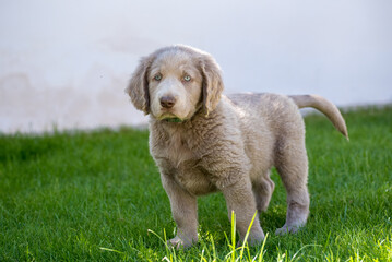 Portrait of a long haired Weimaraner puppy lying in the green meadow. The little dog has gray fur,...