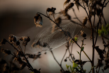 A close-up of a spider's web covered with water droplets.