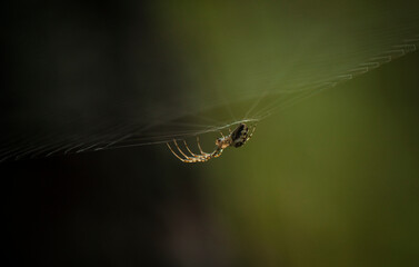 A close-up of a spider in the middle of a spider's web against a dark-green background