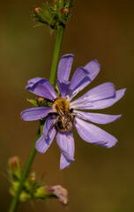 A close-up of a bumblebee on a purple flower.