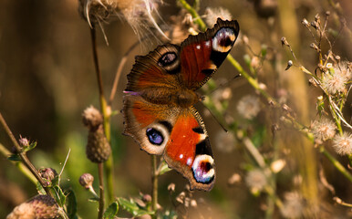 A close-up of a peacock butterfly on a flower.