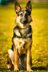 Shepard dog. Portrait of this beautiful dog breed posing for camera. Pet photography.