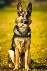 Shepard dog. Portrait of this beautiful dog breed posing for camera. Pet photography.