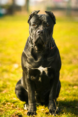 Staffordshire Bull Terrier dog. Portrait of this beautiful dog breed posing for camera. Pet photography.
