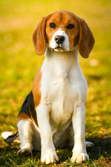 Beagle dog. Portrait of this beautiful dog breed posing for camera. Pet photography.