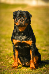 Obraz premium Rottweiler dog. Portrait of this beautiful dog breed posing for camera. Pet photography.