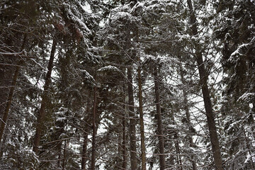 Fototapeta premium Park Mon Repos or Monrepos in a snowy forest in Vyborg in winter