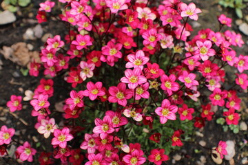 Rich red and pink flowers. Saxifraga x arendsii Marto Rose an evergreen perennial alpine garden plant - 478487501