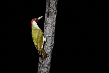 European green woodpecker (Picus viridis) on tree stump isolated on black background