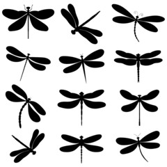 dragonfly, set, insect black silhouette, isolated, vector