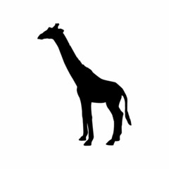 Giraffe vector icon, giraffe silhouette design