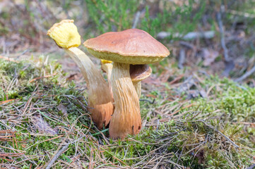 Group of boletes fungus Aureoboletus projectellus.